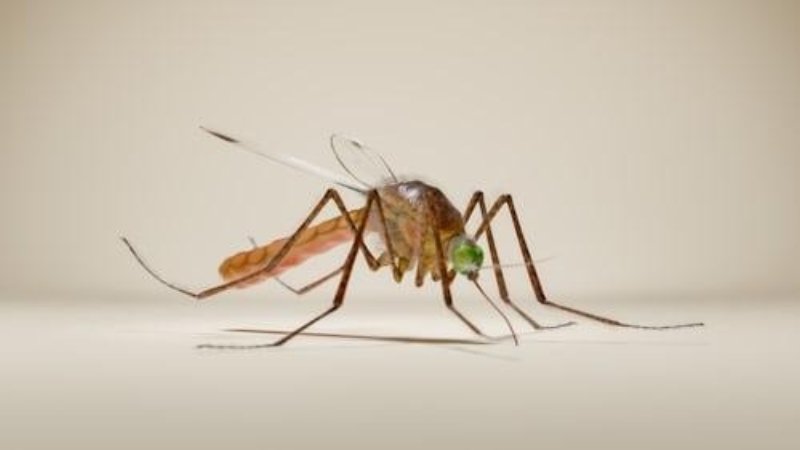 What Is Mosquito Treatment In Star And How Does It Work
