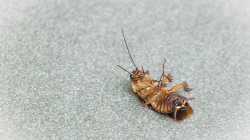 Age And Construction Of A Home Affect Pest Entry And Nesting