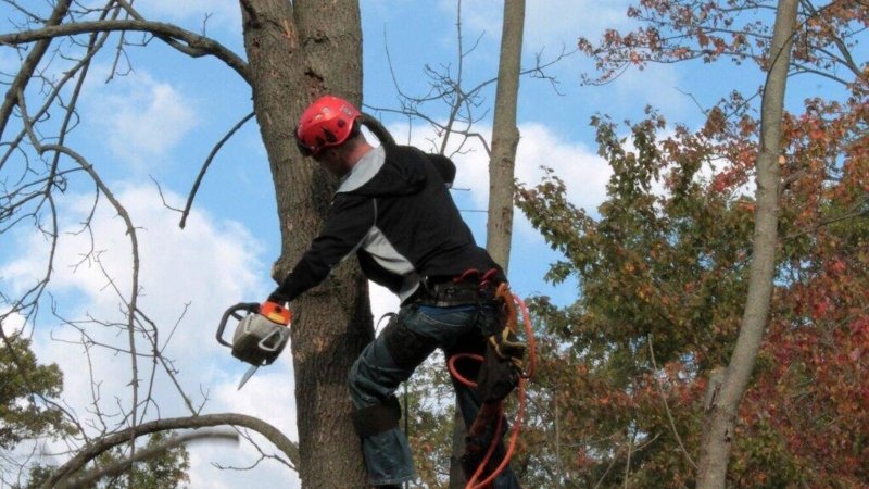 Tree Care Services That Improve Outdoor Property Appeal